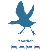 Moorhen